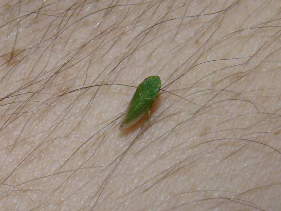 FIGURE 1 FIGURE 1